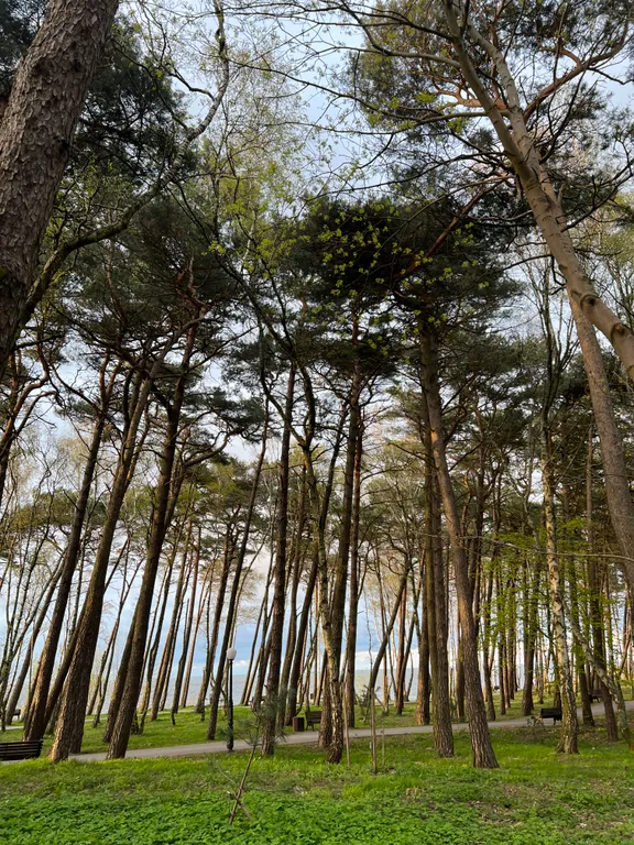 Атмосферная квартира в Пионерском курорте на побережье моря