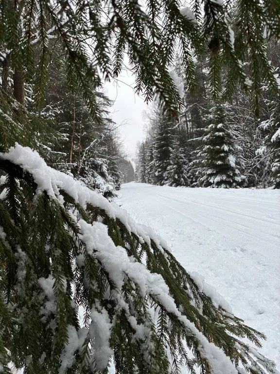 Панорамный дом в лесу