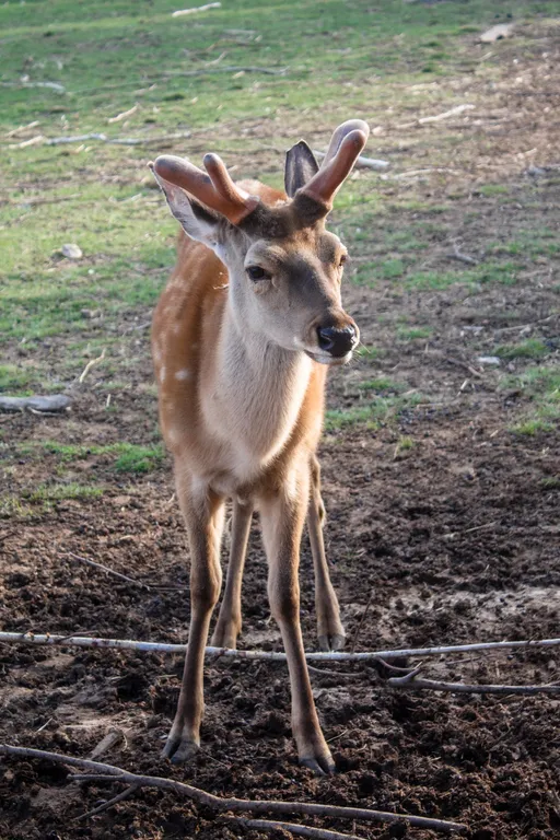 Уютный дом и банька
