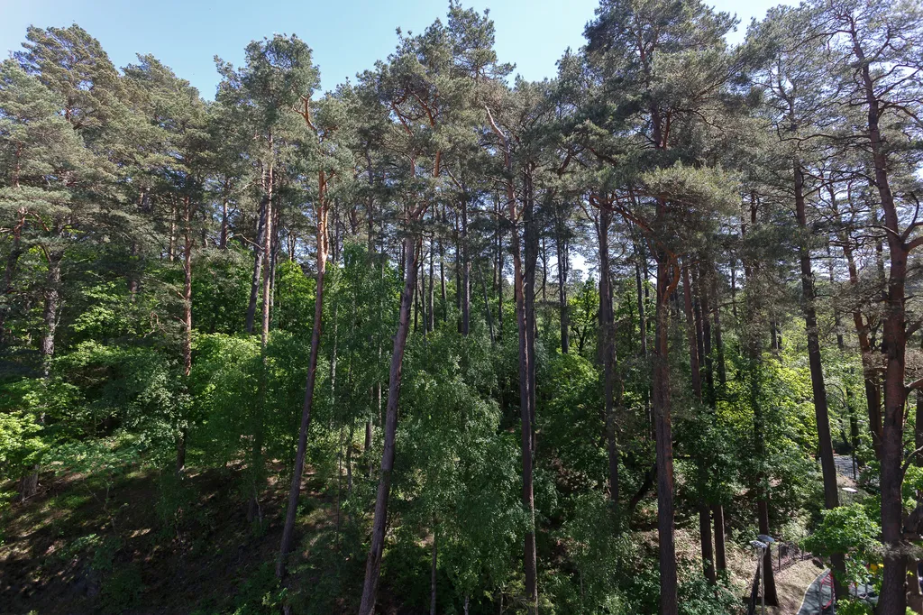 Квартира Квартира Silent lake studio apartment с видом на сосновый бор — Светлогорск