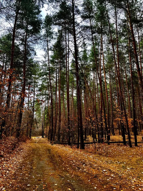Коттеджи на берегу Волги в сосновом лесу. База отдыха " Хвоя Эко"