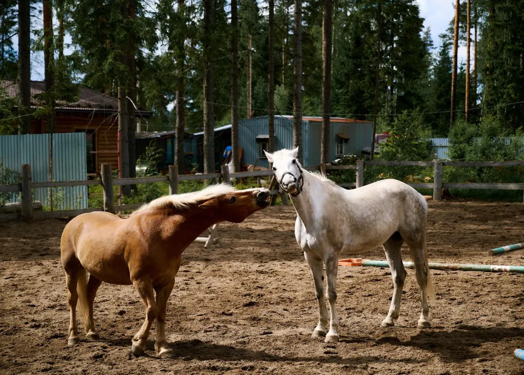 Дом Хвоя с баней с видом на ручей