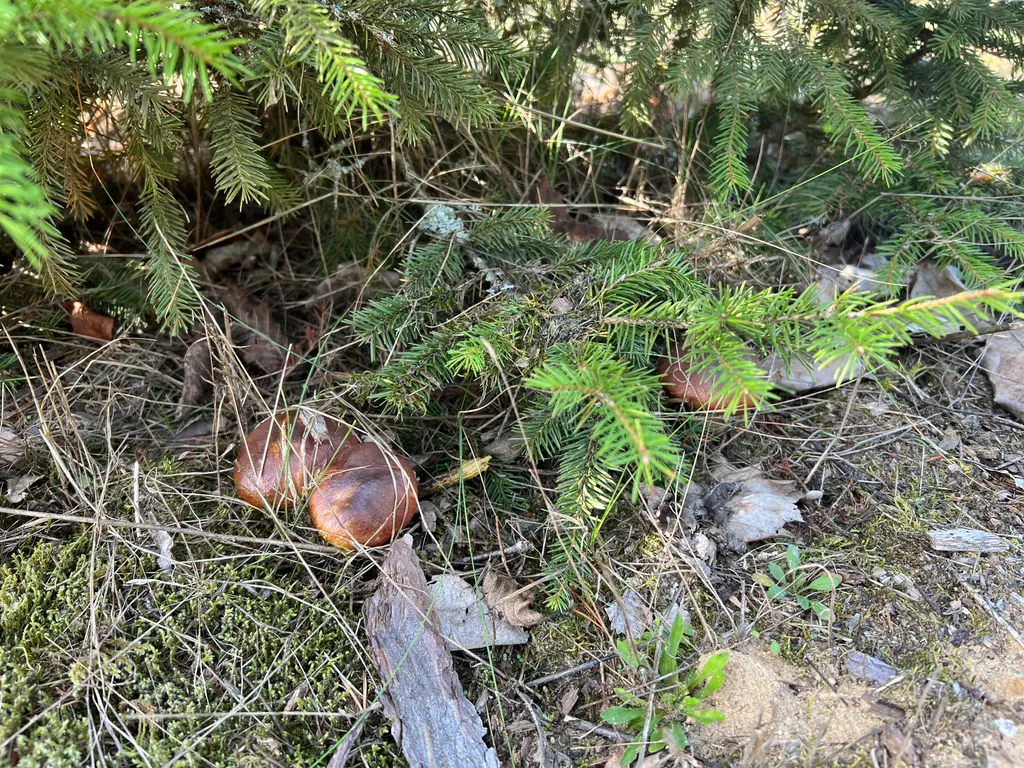 Гостевой Дом 14 в Беловежской пуще на территории Национального парка