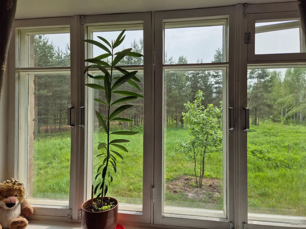 Усадьба Сосновый хутор на берегу реки Мста