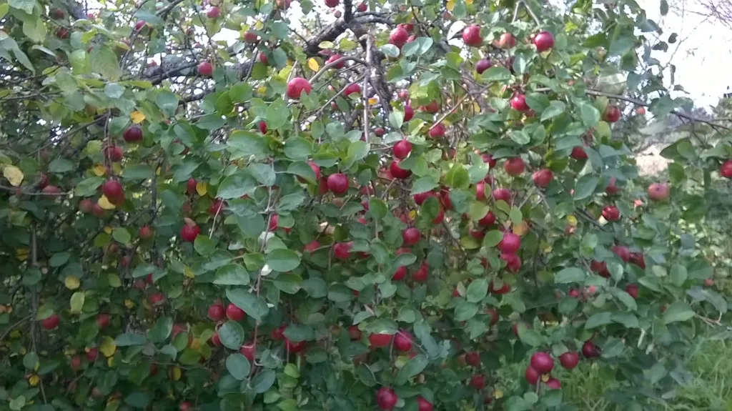 Фруктовый домик