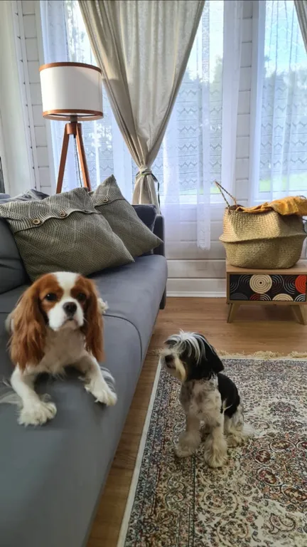 Современный дом с баней в лесу