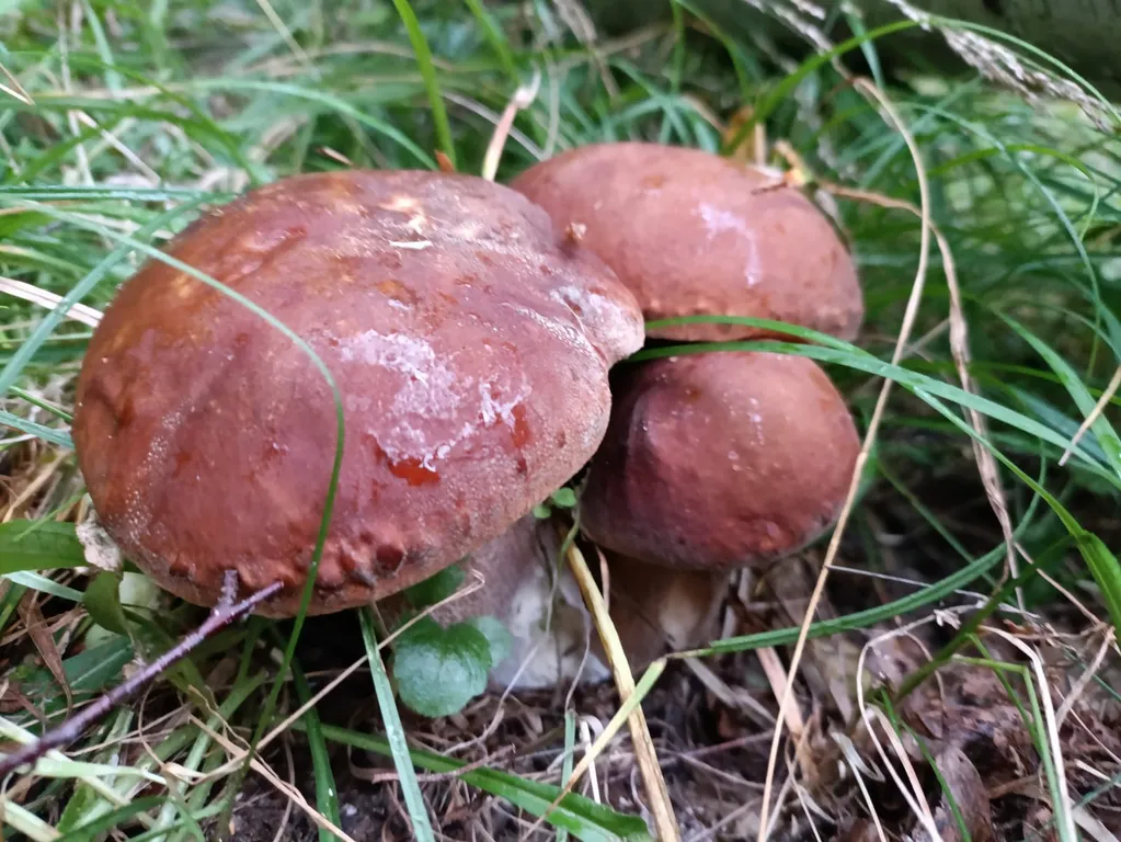 Дом в лесу у озера