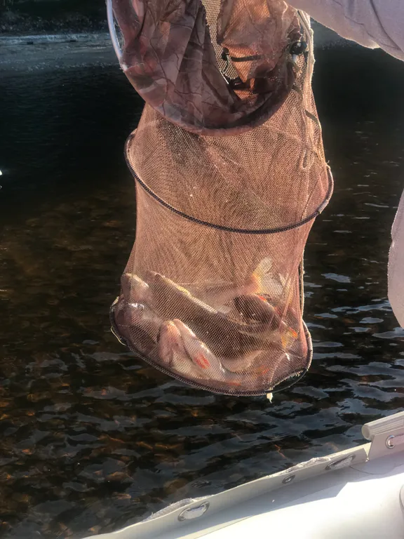 Карельская Дача Уютное шале с камином в сосновом бору, берег Сямозера