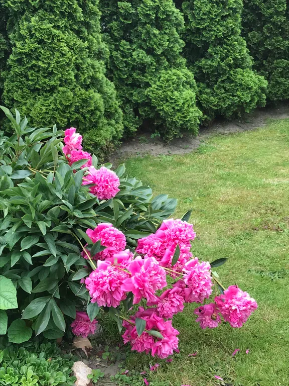 Коттедж Коттедж Лайтхаус Кот Маркиз 1Б — Зеленоградск