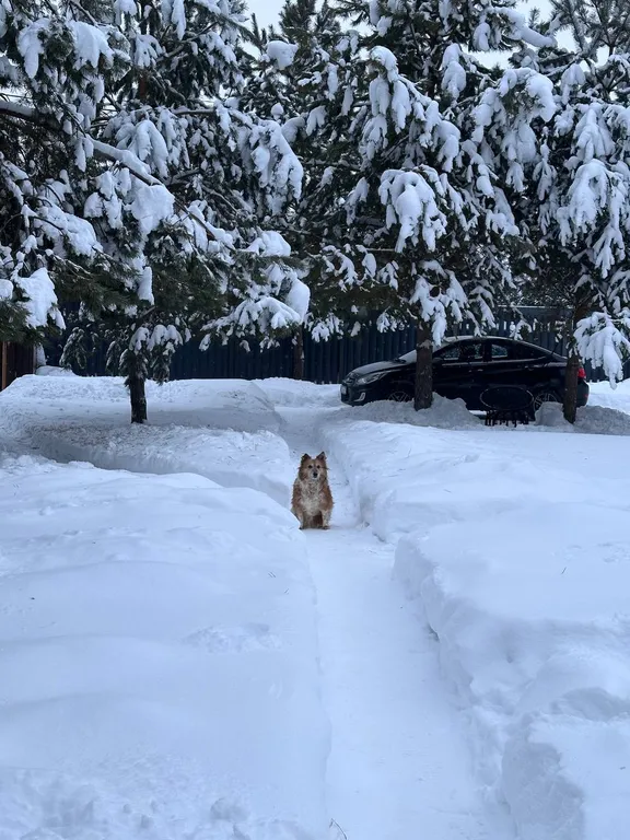 Домик с баней в лесу