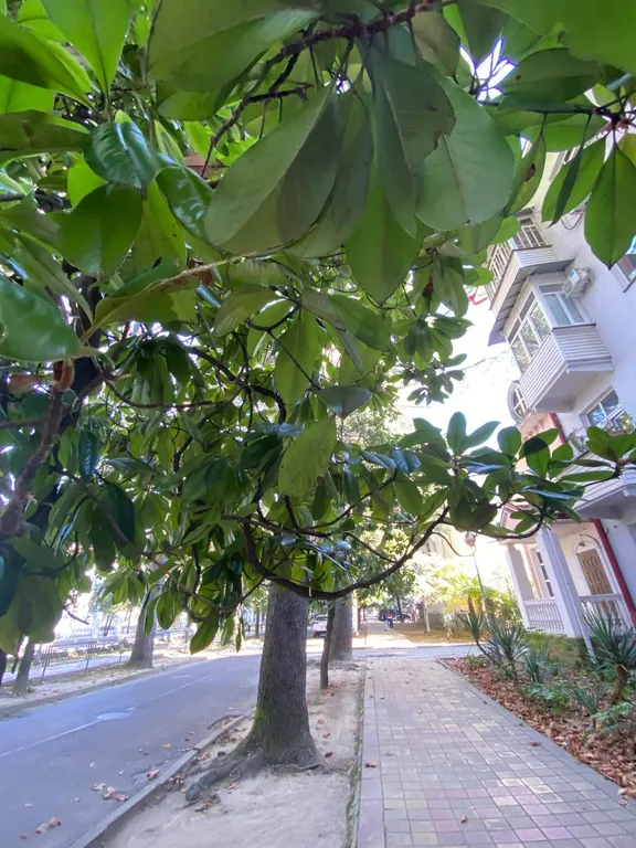 Best apartment in Khosta