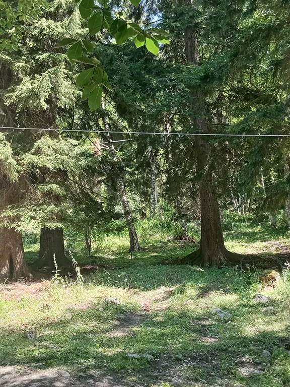 Дом в лесу Лесная аура