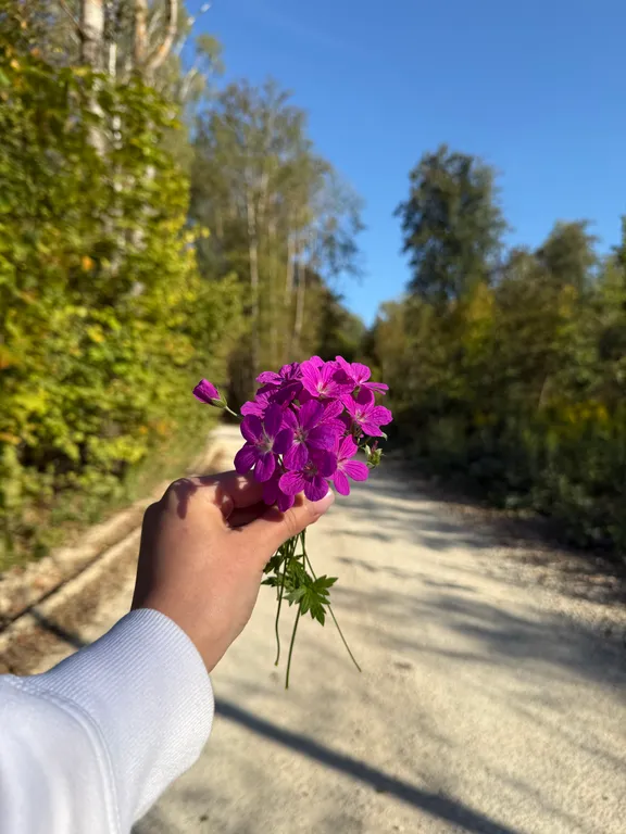 Домик на окраине леса