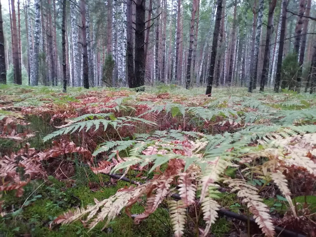 Коттедж Дом у живописного леса, на берегу ручья. — Ушакова