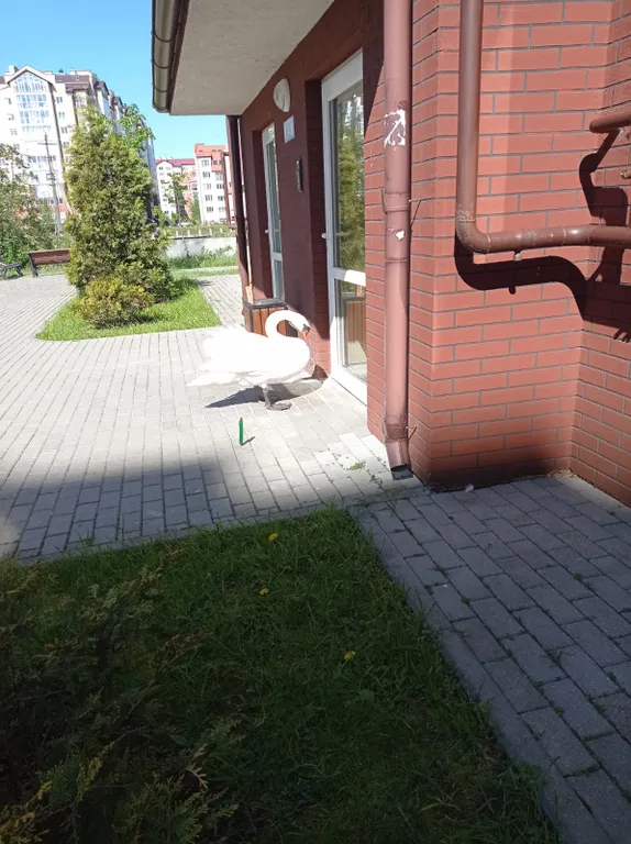 Квартира Квартира Уютное Гнёздышко у озера — Зеленоградск