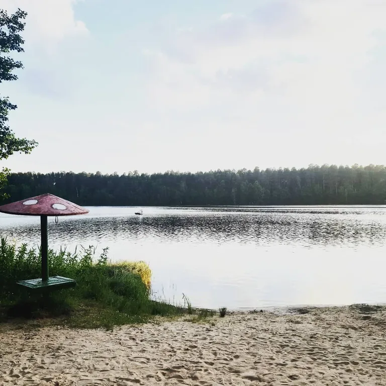 Апартаменты с видом на лес