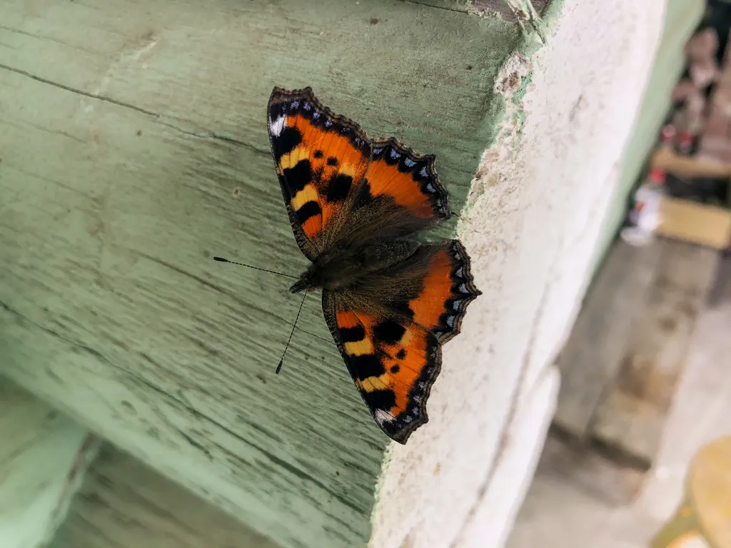 Домик с сауной и мангалом