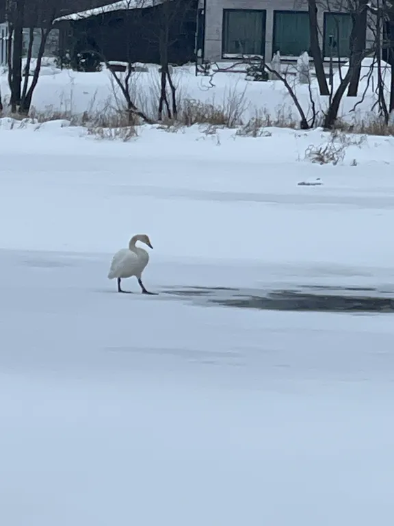 Уютный уголок у Ладожских берегов