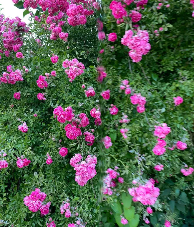 Квартира Квартира Романтический уголок на Побережье — Пионерский