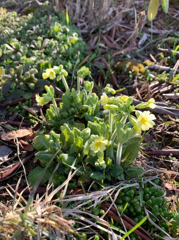 Пушкинские Горы