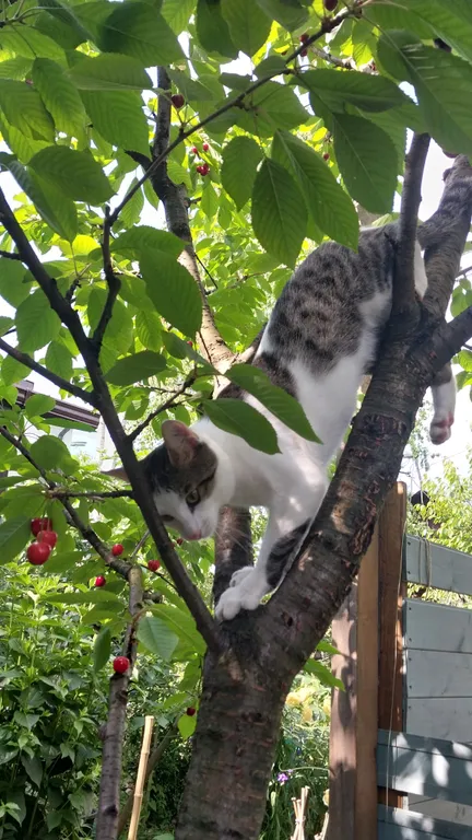 Коттедж 1-комнатный Дом — Архипо-Осиповка