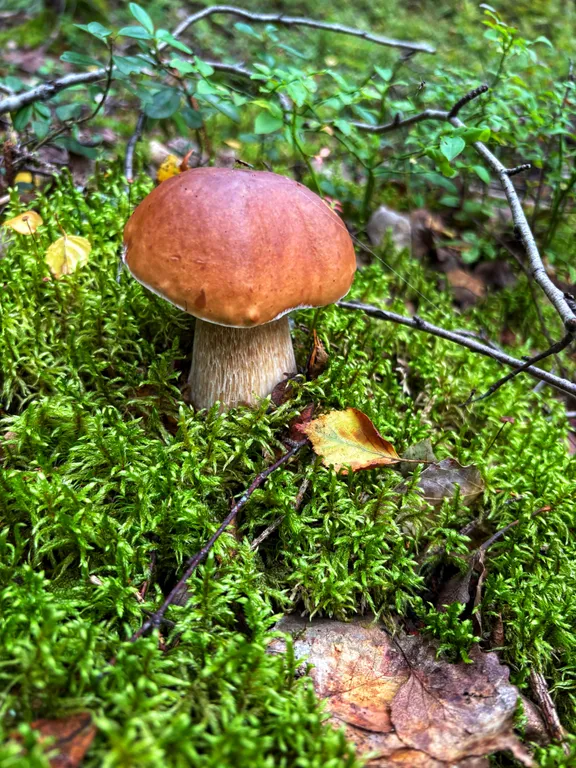 «Шале у Озера 1»