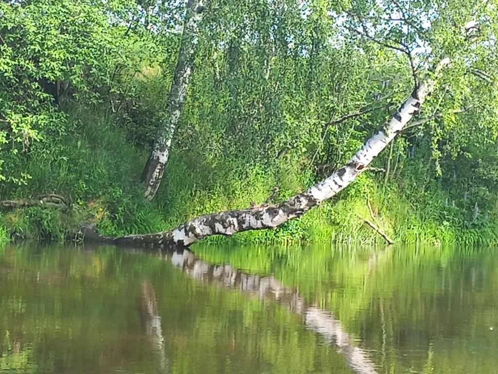 Коттедж Атмосферный Лесной домик, баня на дровах, чан на берегу реки в лесу — Старово