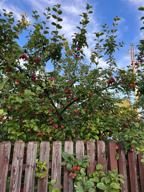 Русский дом с баней на берегу озера