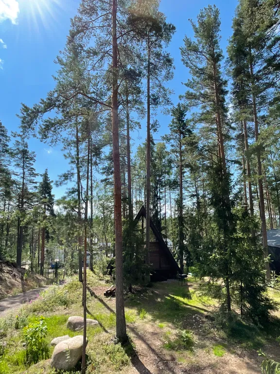 A-frame у Финского Залива посреди Корабельных сосен