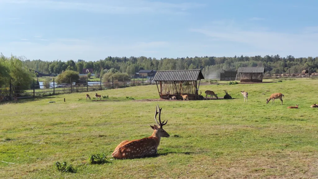 Домик с видом на лес
