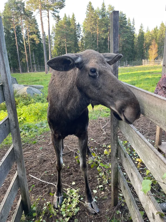 Карельская Дача Уютное шале с камином в сосновом бору, берег Сямозера