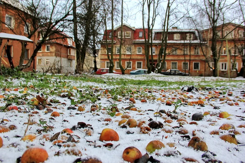 Прусский Кот  (в историческом районе Ratshof на границе с Amalienau)