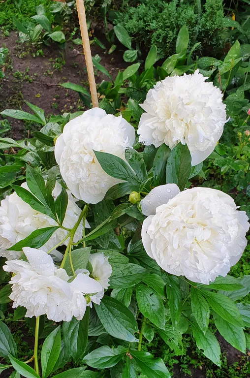 Коттедж FLIGELMUZ (Загородный Музыкальный Флигель). — Северская