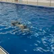 Антон