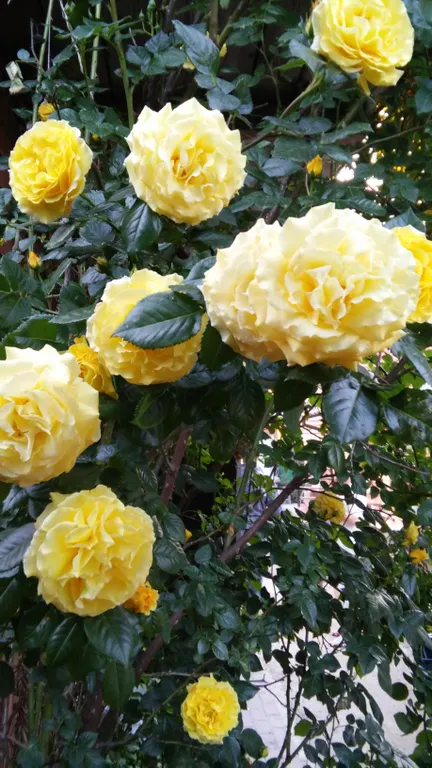 Квартира 2-комнатная Квартира — Ейск