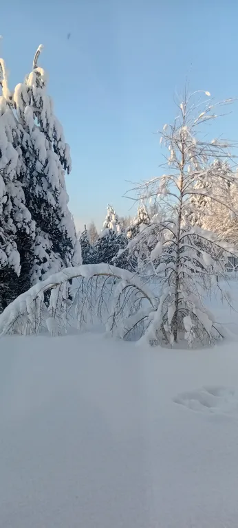Утро в сосновом бору у озера
