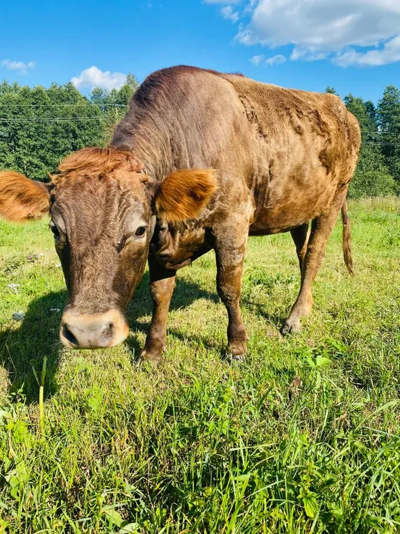 Дом с пятнистыми оленями и кроликами в лесу
