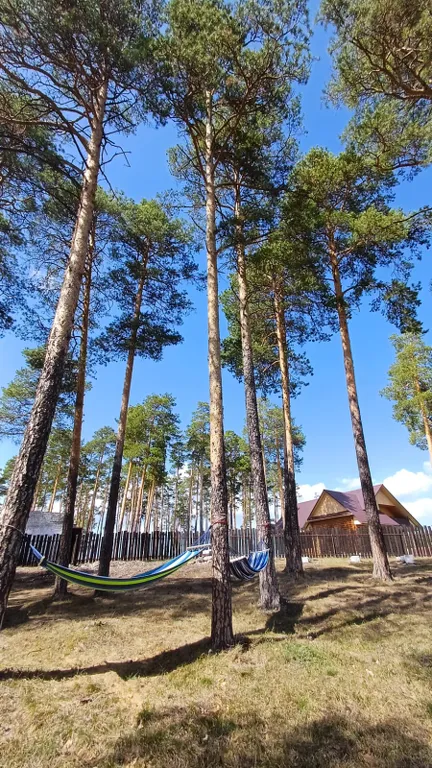 Уютный дом-шалаш в сосновом лесу