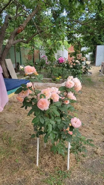 Коттедж 1-комнатный Дом — Ейск