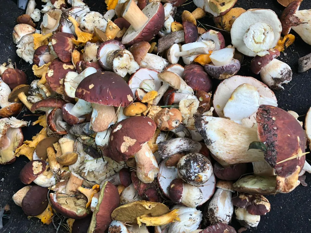 Шале и баня на 1 линии озера Красное, 2 километра от Финского залива, Пески