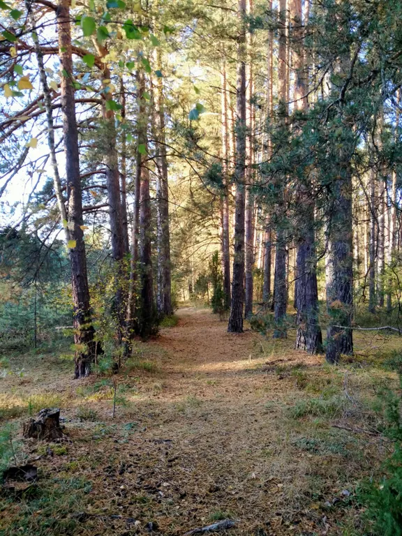 Уютный домик с видом на лес