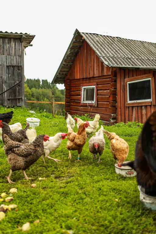 Агроусадьба Ивановых, старый хутор Тауно Туоми