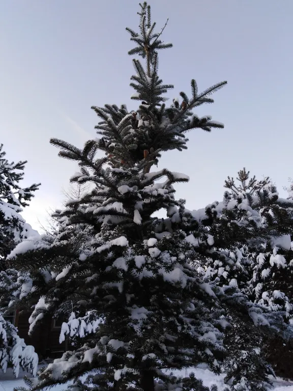 Дом - баня на берегу реки