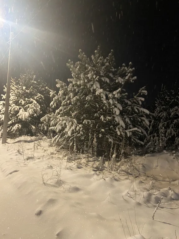 Дом в черте города в сосновом лесу