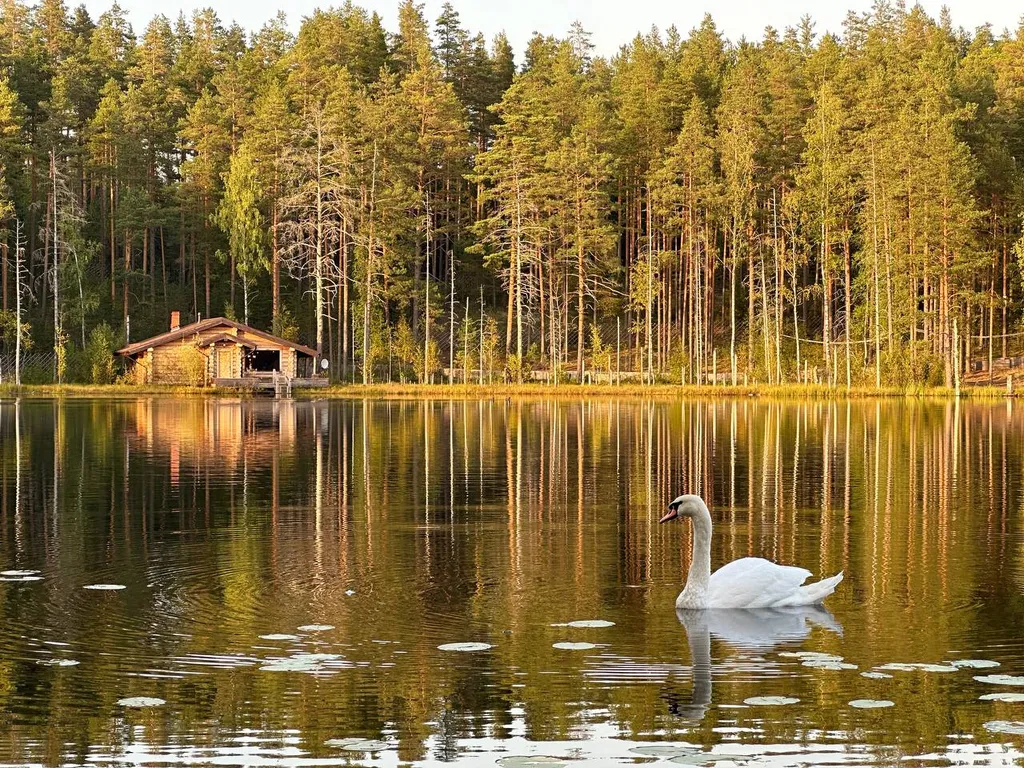 Коттедж Уютный дом в сердце ленинградского леса с баней на дровах — Приозерск