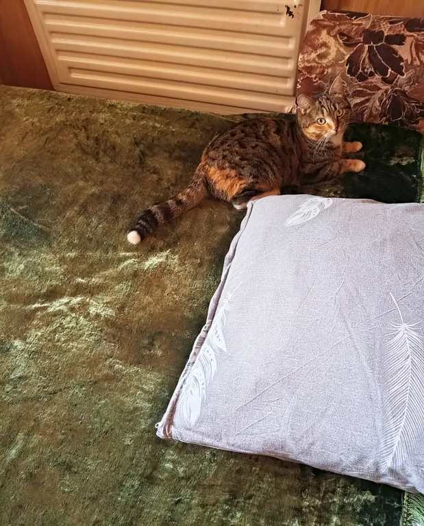 Дом с участком/House with a plot