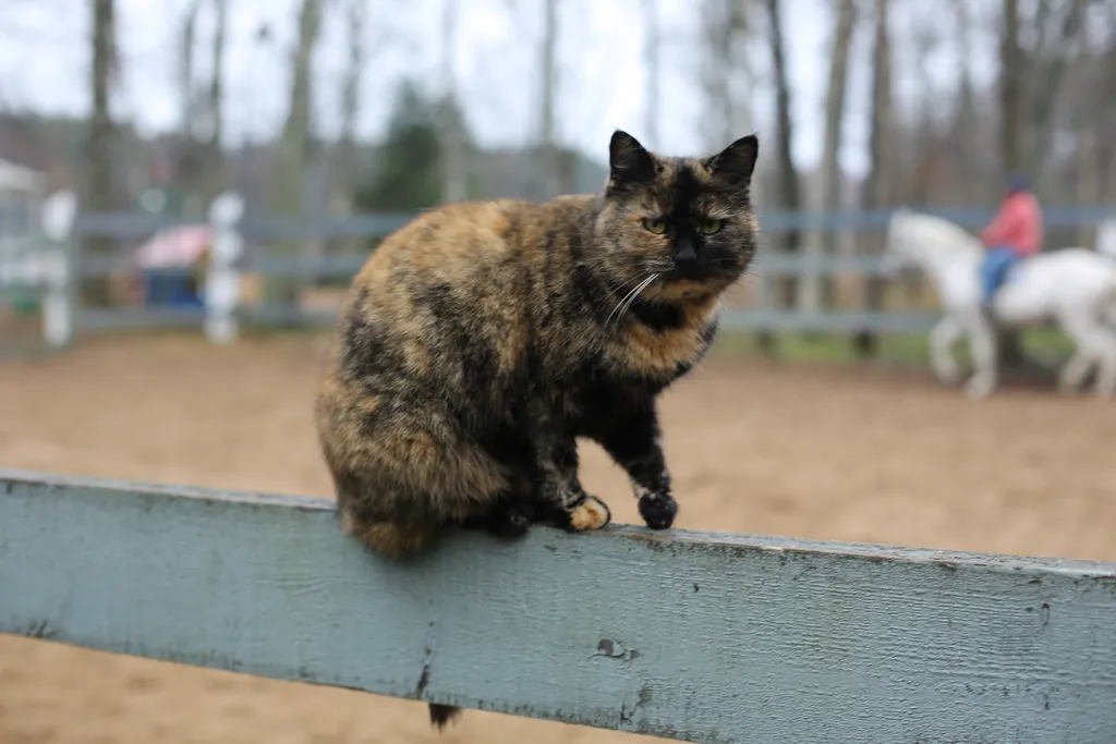 Домик с видом на лес