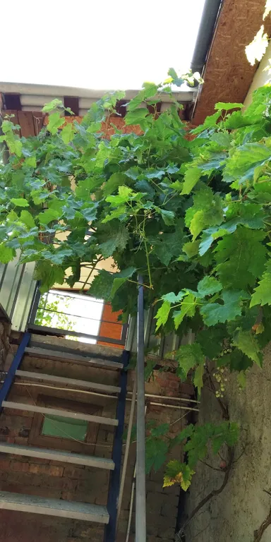 Домик на дереве