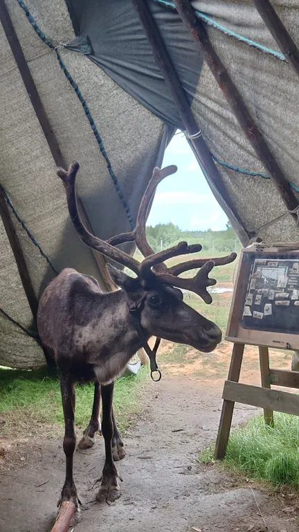 Оригинальный ДубльДом Каштан