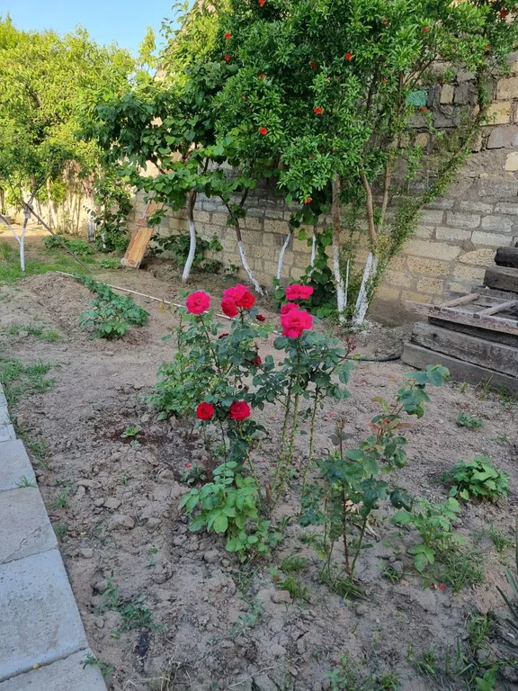 Коттедж Уютный Дом фруктовый Сад от городской суеты не далеко от Моря. — Дербент